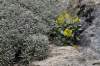 Endemit Mallorky<br>Rastlina vedľa so sivými listami je Helichrysum ambiguum, čo je ďalší baleársky endemit rastúci iba na Mallorke a Menorke