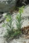 Onosma pseudoarenaria subsp. tuberculata