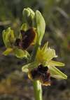 Ophrys holoserica x Ophrys sphegodes<br>http://www.grabner-orchideen.com/is_hybrids/hyb_op_hol_x_op_sph.htm 