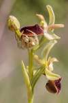 použitý podklad: Ophrys sphegodes