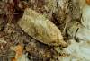 Dochovaný z húsenice na Sarothamnus scoparius. Húsenica žije medzi spradenými výhonkami rastliny.
