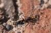 dokumentačný záber,behal medzi mravcami a stratil som ho ,5mm