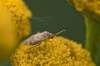 http://www.britishbugs.org.uk/heteroptera/Miridae/campylomma_verbasci.html<br>dokumentačné foto ,3mm