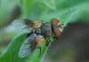 http://www.lacotabi-photo.sk/nove-foto/ectophasia-crassipennis-bystrusa-plocha/1991#photo