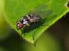 identifikoval dr. Michelsen z Dánska, přední světový entomolog specializovaný na mouchy