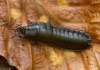larva - veľkosť 22-25mm<br>http://www.lacotabi-photo.sk/nove-foto/carabus-sp-bystruska/2280