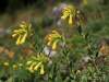 (Onosma viridis), zákonom chránený, kriticky ohrozený druh (CR)