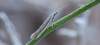 Vzácny druh žijúci na Rebríčku- Achillea millefolium