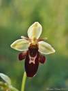 Ophrys holubyana x Ophrys insectifera