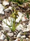 Chamorchis alpina