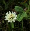Trifolium orbelicum subsp. monticolum