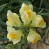 Linaria vulgaris