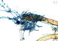 na obrázku vidno infekčné hýfy na rhizoids(korienkoch) machu Syntrichia ruralis na ktorom hubka parazituje