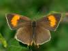 Samička.<br>Motýl létal na lokalitě později odpoledne přes půl hodiny, pořád sedal na zlatobýl,<br>ale na chvíli poseděl i na pupalce s otevřenými křídly.
