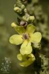 Verbascum chaixii a Verbascum thapsus
