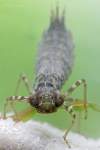 ♂ larva