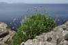 Syn: Lomelosia cretica (L.) Greuter & Burdet<br>Druh skalných štrbín vyskytujúci sa na Baleárskych ostrovoch, Sicílii a južnom Taliansku