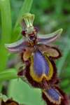 syn. Ophrys ciliata