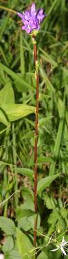 Campanula glomerata subsp. glomerata