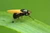 Sapromyza hyalinata
