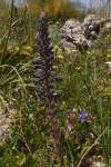 synonymum Phelipanche lavandulacea Pomel,<br>rozšírená v Stredomorí na teplých suchých trávnatých stanovištiach na bázickom substráte<br>parazituje na Bituminaria bituminosa<br>názov podľa levandulovej farby kvetu<br>http://botany.cz/cs/orobanche-lavandulacea/