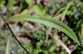 Picris hieracioides subsp. hieracioides