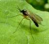 pomerne veľký druh, nejakých 14-16 mm<br><br>v angličtine sa táto a niekoľko príbuzných čeľadí označuje ako "fungus gnats" (hubové komáre), larvy niektorých druhy sa živia výtrusmi húb, iné sú dravé, imága žijú len krátko, preto asi tak málo fotografií.<br><br>článok s peknými ilustráciami: https://www.researchgate.net Fungus gnats in the Botanical garden Jean Massart on the outskirts of Brussels 52 new country records and a pictorial atlas of the genera Diptera Sciaroidea<br><br>(treba gúgliť, celý link rozhadzoval zobrzaenie stránky, neviem, či pre prístup musíte mať účet na Research Gate)