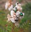 na tavoľníku jarabinolistom (Sorbaria sorbifolia) neskutočne priťahoval hmyz, na jednom súkvetí aj 15 ks rôzneho