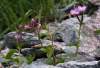 V našich horách sa ešte môžeme stretnúť s Epilobium alsinifolium so zašpicatenými listami a väčšími kvetmi a E. nutans s úzkymi listami a husto pritisknuto chlpatými hypantiami.<br> 