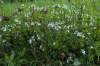 Jeden z najbežnejších druhov očianok s belavými až bledofialovými väčšími kvetmi (ale menšie ako E. rostkoviana!), lysými listami aj listeňmi