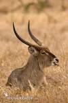 K. ellipsiprymnus (vodárka jeleňovitá) - samec<br><br>je veľká antilopa (v kohútiku: 100-130 cm) obývajúca trávnaté oblasti Afriky v blízkosti vody. Vytvárajú zmiešané skupiny okolo 30 jedincov. Má hrubú, dlhú mastnú srsť, ktorej sfarbenie sa pohybuje od sivej po červenohnedú, vekom tmavne. Na zadku, hrdle, pysku a nad očami, okolo kopýt a na spodnej strane tela sú biele škvrny. V mnohých oblastiach poklesli stavy vodárok v dôsledku lovu.