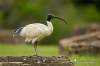 T. molucca (ibis alabastrový) <br><br>je brodivý ibis radu Threskiornithidae. Je hojne rozšírený po väčšine Austrálie. Dominantne svetlý vták s tmavou hlavou, nohami a dlhým, nadol zahnutým zobákom. Jeho sesterským druhom je ibis posvätný (Threskiornis aethiopicus). <br>Ibis alabastrový je pomerne veľký vták (65-75 cm) s minimálnym pohlavným dimorfizmom (samce sú väčšia ako samice), šíriaci pomerne nepríjemný zápach. Perie má biele, ale mnohokrát jemne zašpinené dohneda. Pohlavne dospieva vo veku troch rokov a dožíva sa viac, ako dvadsať. Hniezdi na stromoch v pomerne neupravených hniezdach často v blízkosti vody a často v sprievode s inými brodivými vtákmi (volavky, bučiaky, lyžičiare, kormorány). Znášku tvoria dve až tri vajcia. <br>Historicky vzácny v urbánnych oblastiach, ibis alabastrový sa rozšíril po mestách na východnom pobreží vo väčších počtoch od konca 70tych rokov 20. storočia. Dnes je bežné vidieť ho vo Wollongongu, Sydney, Melbourne, na Gold Coast, Brisbane a Townsville. V posledných rokoch je čoraz bežnejší v mestách ako Perth v Západnej Austrálii a okolitých mestách tejto oblasti. Tieto populácie sa do miest rozšírili prirodzene z tradičných hniezdisk, ako sú napríklad močiare Macquarie Marshes na severozápade Nového Južného Walesu. Aj preto sa podnikli kroky na zvládnutie čoraz vyšších počtov týchto vtákov v mestách (primárne v Sydney). <br>