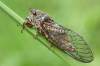 Cicadetta montana