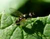 potvrdené na https://diptera.info/forum/viewthread.php?forum_id=5&thread_id=83811&pid=349835#post_349835<br><br>https://diptera.info/photogallery.php?photo_id=4645