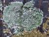 http://www.lichens.lastdragon.org/Pertusaria_albescens.html