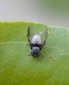 http://www.biodiversidadvirtual.org/insectarium/Milichia-speciosa-Meigen-1830-img245123.html