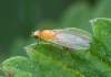 syn.Meiosimyza platycephala<br>http://www.lacotabi-photo.sk/nove-foto/lyciella-platycephala/3278