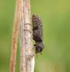 11-12 mm, V strednej Európe prežívajú vzácne druhy z obdobia pralesov. L. varius kladie vajíčka do mŕtvych stojacich bukov (Fagus silvatica). Larva žije niekoľko rokov v suchom kmeni alebo hrubých konároch (poznámka určovateľa). Zaujímavosťou je, že aj predchádzajúci nálezca a aj ja som našiel tento druh v blízkosti dubov ( viď súvisiace foto).