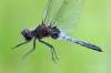 Toto je samček u nás veľmi vzácnej vážky, viem len o dvoch lokalitách a Párnica je tá druhá kde po nej už päť rokov márne pátrame a tento rok sa to konečne podarilo :) 