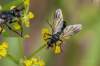 http://hmyzslovenska.info/index.php/Diptera/Tachinidae/Phasiinae/Lophosia-fasciata