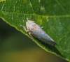 http://www.britishbugs.org.uk/homoptera/Cicadellidae/Syhophropsis_lauri.html