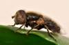 http://www.hmyzslovenska.info/index.php/Diptera/Syrphidae/Eristalinae/Eristalini/Eristalinus-aeneus