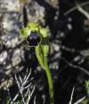 Ophrys fusca subsp. bilunulata