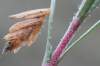 Húsenica v puzdierku na Thymus vulgaris
