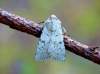 https://www.biodiversidadvirtual.org/insectarium/Epipsilia-grisescens-img1071974.html