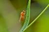 Meiosimyza affinis