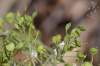 Aurinia saxatilis subsp. saxatilis
