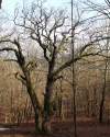 Koháryho dub.<br>Tento vyše 400 ročný dub je jeden z najstarších dubov na Slovensku.<br>Nachádza sa na južnom okraji Štiavnickych vrchov. Z obce Hontianske Nemce vedie k nemu pekný náučný chodník.<br>Viď súvisiace.