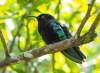 jeden ze tří druhů kolibříků, kteří se vyskytují na Guadeloupe