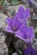 endemit juhu Balkánskeho poloostrova<br>https://botany.cz/cs/campanula-topaliana/<br>http://www.jagel.nrw/peloponnes/FamCampanulaceae.htm#campanula_topaliana